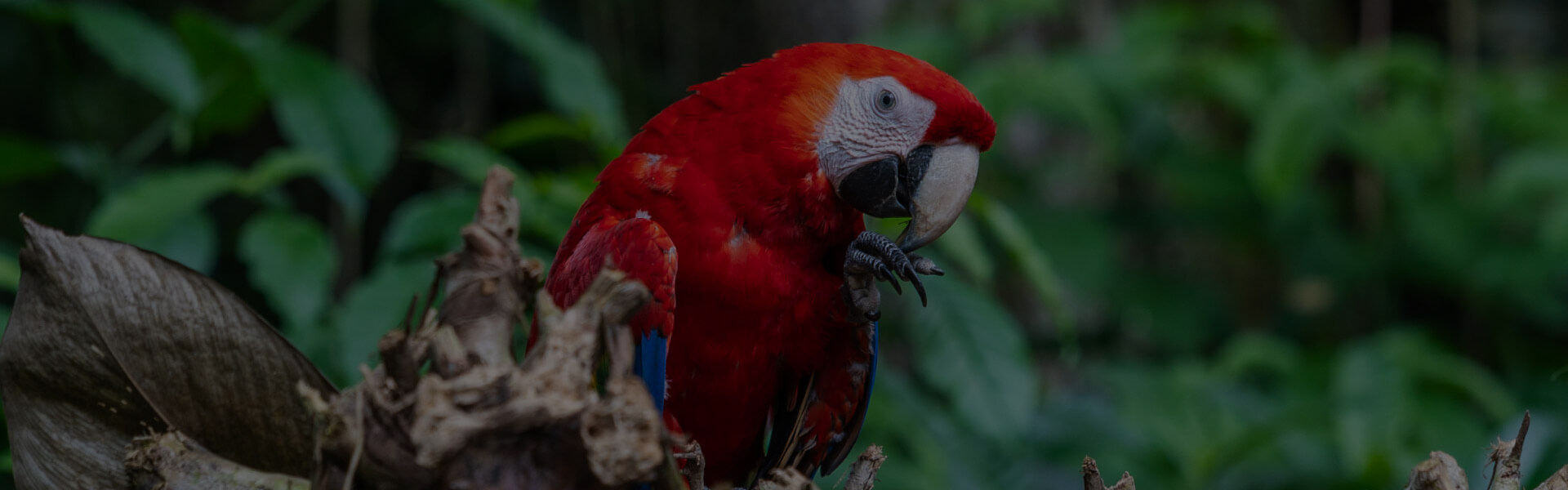 Wildlife Costa Rica Foundation